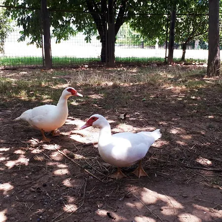 Bed & Breakfast El Ciabot Villar San Costanzo